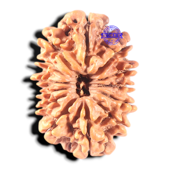 13 Mukhi Nepalese Rudraksha - Bead No. 21