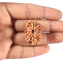Load image into Gallery viewer, 13 Mukhi Nepalese Rudraksha - Bead No. 21
