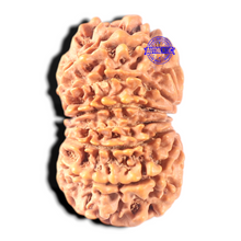 Load image into Gallery viewer, 13 Mukhi Nepalese Rudraksha - Bead No. 21

