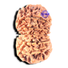 Load image into Gallery viewer, 13 Mukhi Nepalese Rudraksha - Bead No. 21
