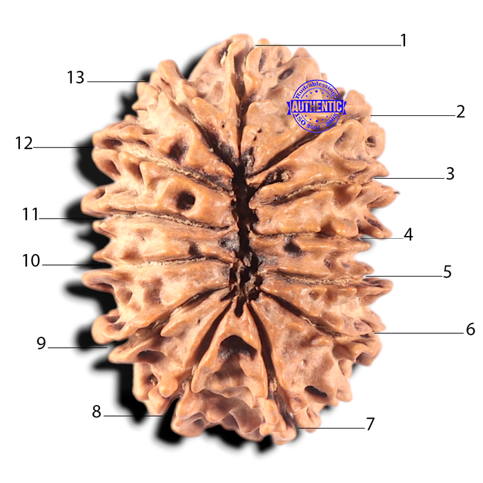 13 mukhi Nepalese Rudraksha - Bead No. 25