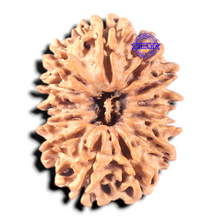 Load image into Gallery viewer, 13 mukhi Nepalese Rudraksha - Bead No. 25
