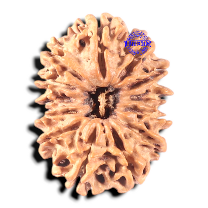 13 mukhi Nepalese Rudraksha - Bead No. 25