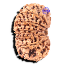 Load image into Gallery viewer, 13 mukhi Nepalese Rudraksha - Bead No. 25
