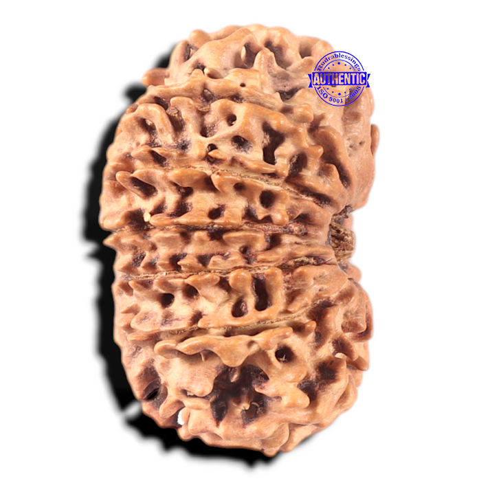 13 mukhi Nepalese Rudraksha - Bead No. 25