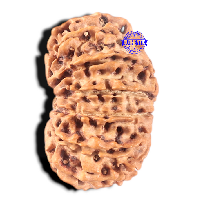13 mukhi Nepalese Rudraksha - Bead No. 25