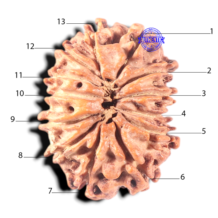 13 Mukhi Nepalese Rudraksha - Bead No. 286