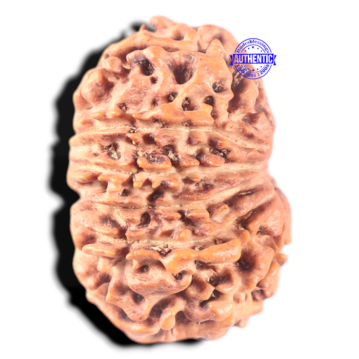 13 Mukhi Nepalese Rudraksha - Bead No. 286