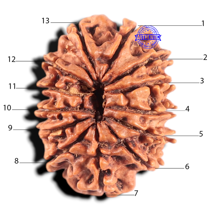 13 Mukhi Nepalese Rudraksha - Bead No. 288