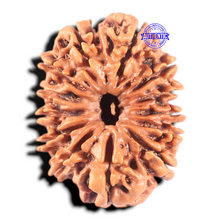 Load image into Gallery viewer, 13 Mukhi Nepalese Rudraksha - Bead No. 288
