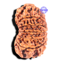 Load image into Gallery viewer, 13 Mukhi Nepalese Rudraksha - Bead No. 288
