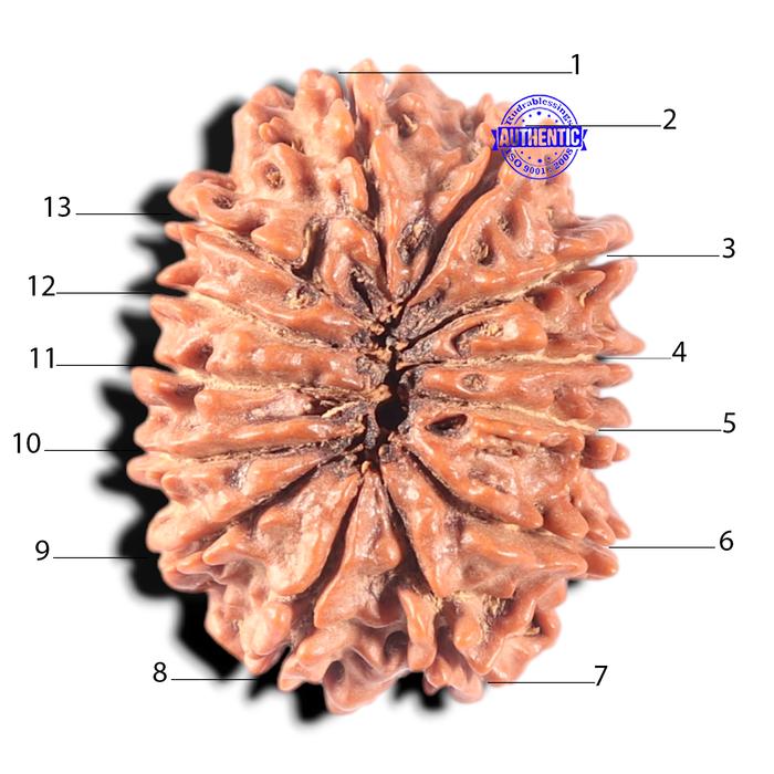 13 Mukhi Nepalese Rudraksha - Bead No. 295