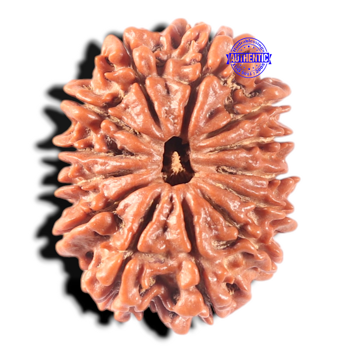 13 Mukhi Nepalese Rudraksha - Bead No. 295