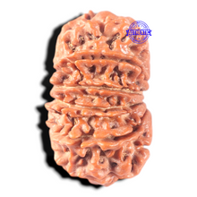 Load image into Gallery viewer, 13 Mukhi Nepalese Rudraksha - Bead No. 295
