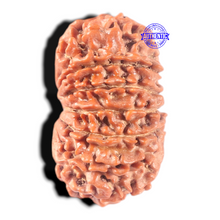 Load image into Gallery viewer, 13 Mukhi Nepalese Rudraksha - Bead No. 295
