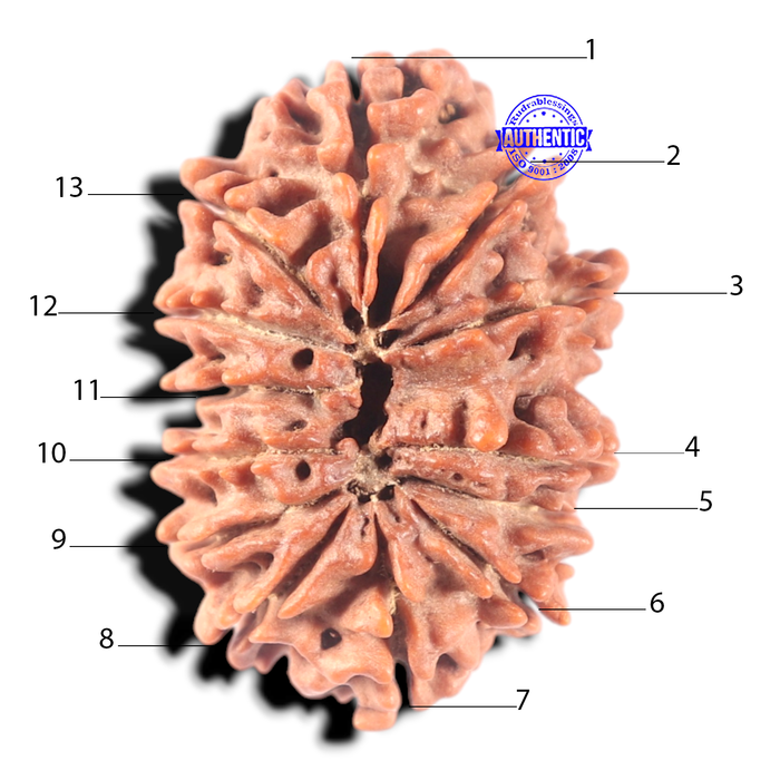 13 Mukhi Nepalese Rudraksha - Bead No. 350