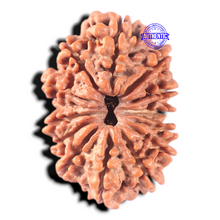 Load image into Gallery viewer, 13 Mukhi Nepalese Rudraksha - Bead No. 350
