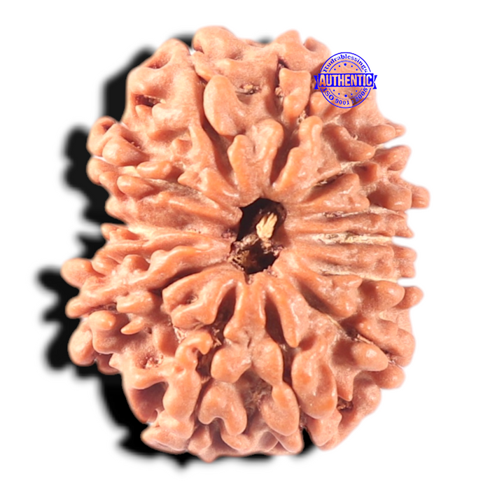 13 Mukhi Nepalese Rudraksha - Bead No. 352