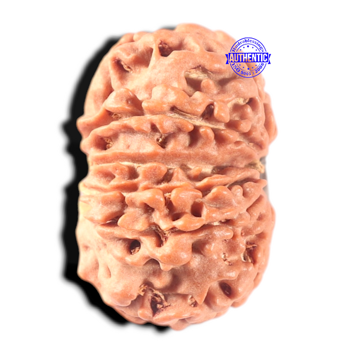 13 Mukhi Nepalese Rudraksha - Bead No. 352