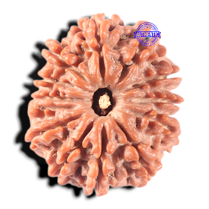 13 Mukhi Nepalese Rudraksha - Bead No. 370
