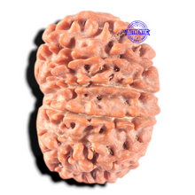 Load image into Gallery viewer, 13 Mukhi Nepalese Rudraksha - Bead No. 370
