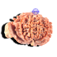 Load image into Gallery viewer, 13 Mukhi Nepalese Ganesh Rudraksha - Bead No. 380
