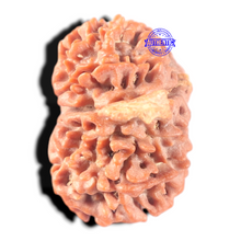 Load image into Gallery viewer, 13 Mukhi Nepalese Ganesh Rudraksha - Bead No. 380
