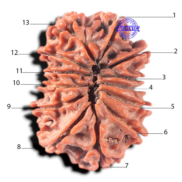 13 Mukhi Nepalese Rudraksha - Bead No. 381