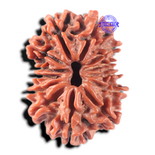 Load image into Gallery viewer, 13 Mukhi Nepalese Rudraksha - Bead No. 381
