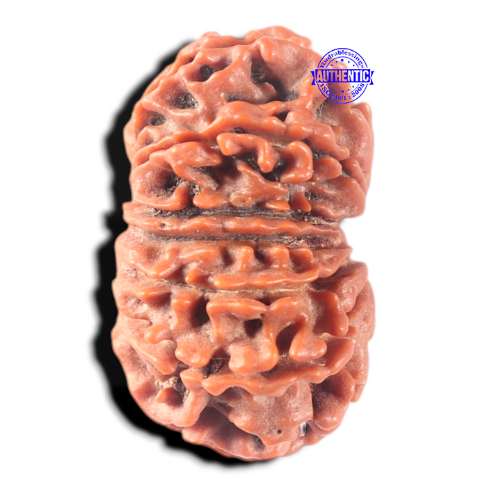 13 Mukhi Nepalese Rudraksha - Bead No. 381