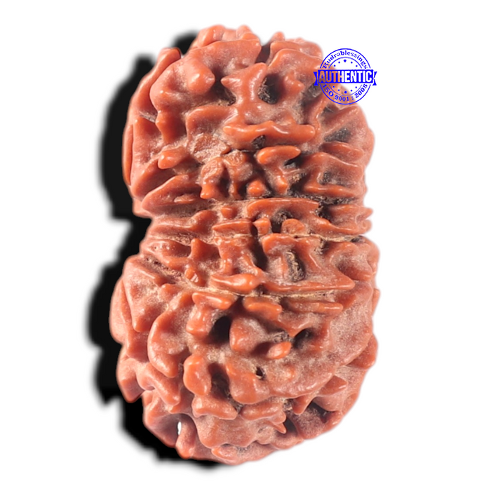 13 Mukhi Nepalese Rudraksha - Bead No. 381
