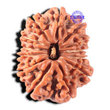 Load image into Gallery viewer, 13 Mukhi Nepalese Rudraksha - Bead No. 385
