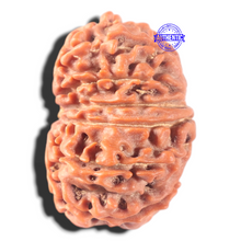Load image into Gallery viewer, 13 Mukhi Nepalese Rudraksha - Bead No. 385

