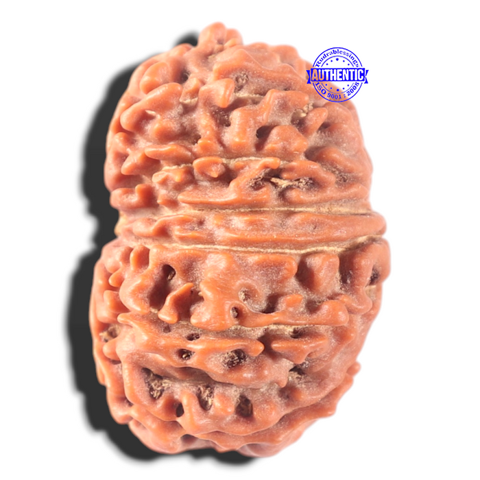 13 Mukhi Nepalese Rudraksha - Bead No. 385
