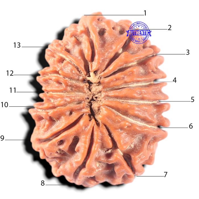 13 Mukhi Nepalese Rudraksha - Bead No. 386