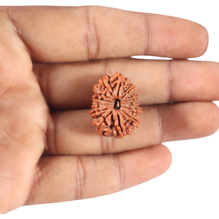 13 Mukhi Nepalese Rudraksha - Bead No. 386