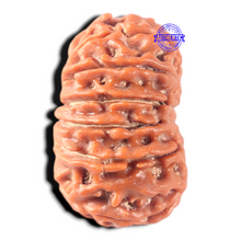 Load image into Gallery viewer, 13 Mukhi Nepalese Rudraksha - Bead No. 386
