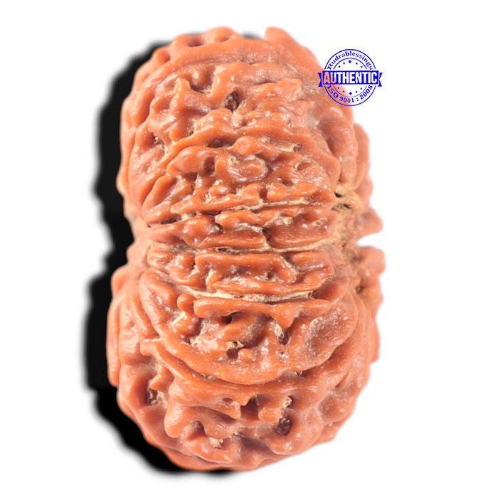 13 Mukhi Nepalese Rudraksha - Bead No. 386