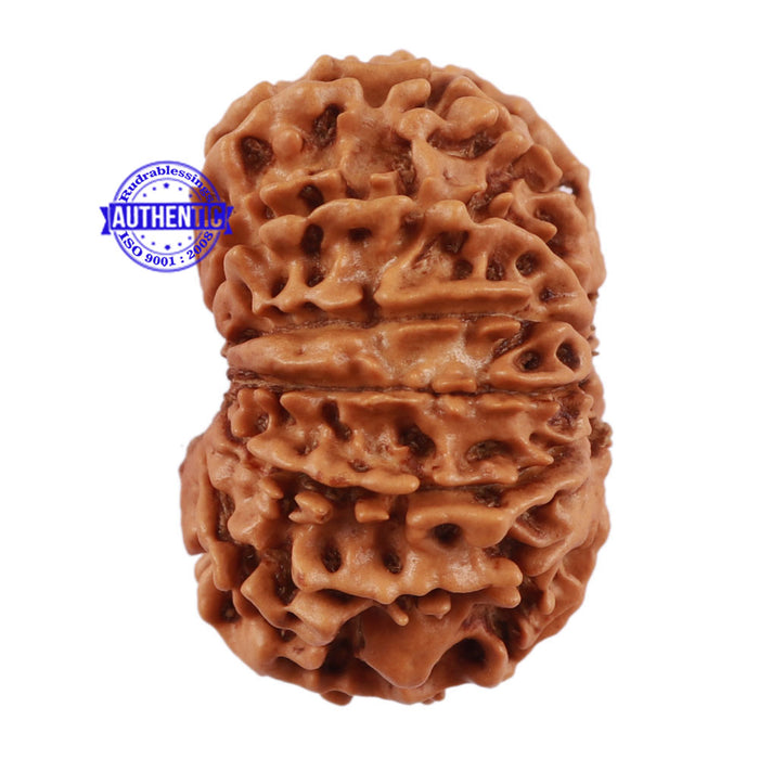 13 Mukhi Nepalese Rudraksha - Bead No. 110