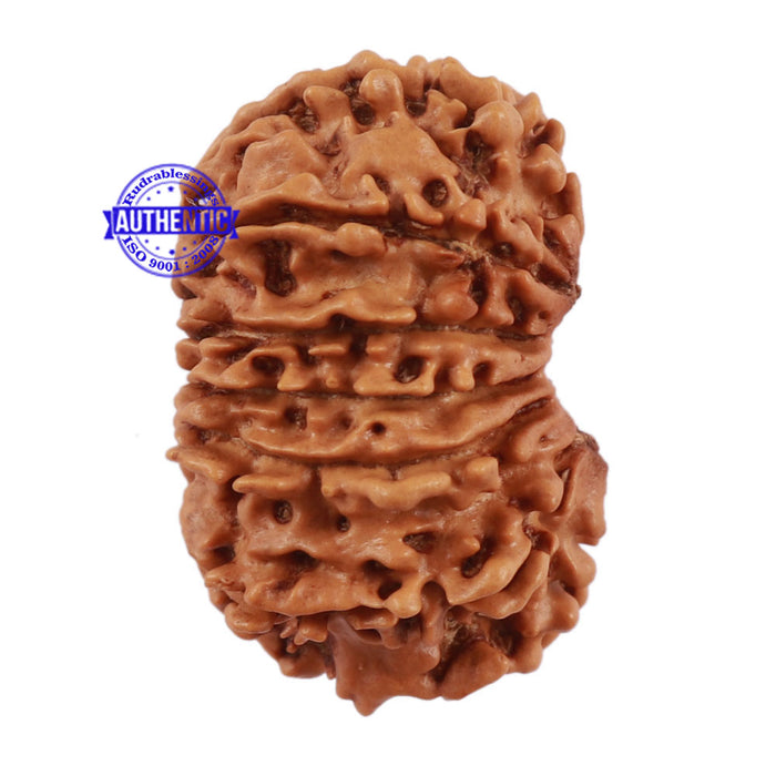 13 Mukhi Nepalese Rudraksha - Bead No. 110