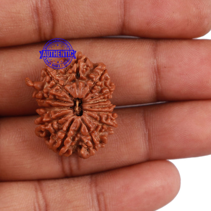 13 Mukhi Nepalese Ganesha Rudraksha - Bead No. 131