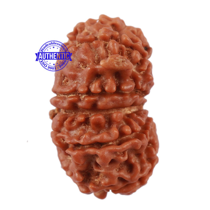 13 Mukhi Nepalese Ganesha Rudraksha - Bead No. 131