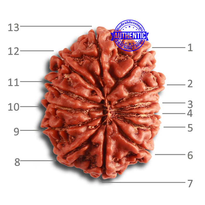 13 Mukhi Nepalese Rudraksha - Bead No.311