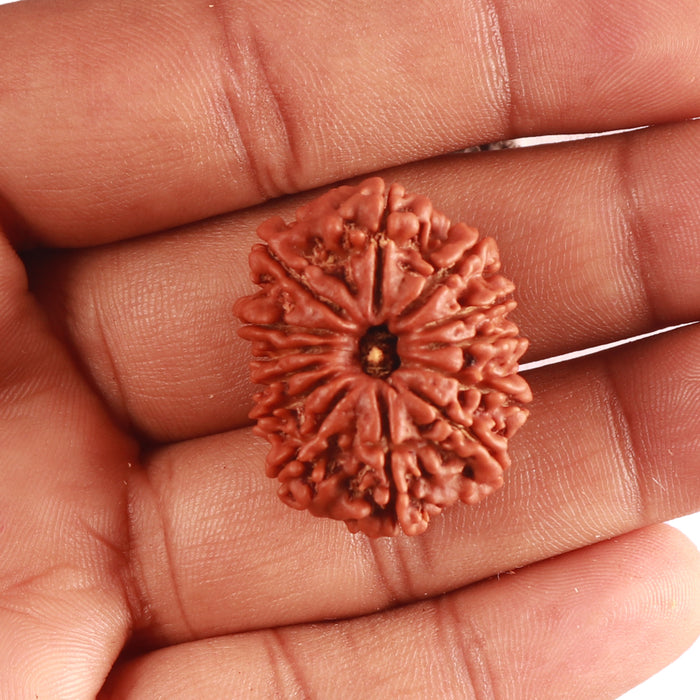 13 Mukhi Nepalese Rudraksha - Bead No.311