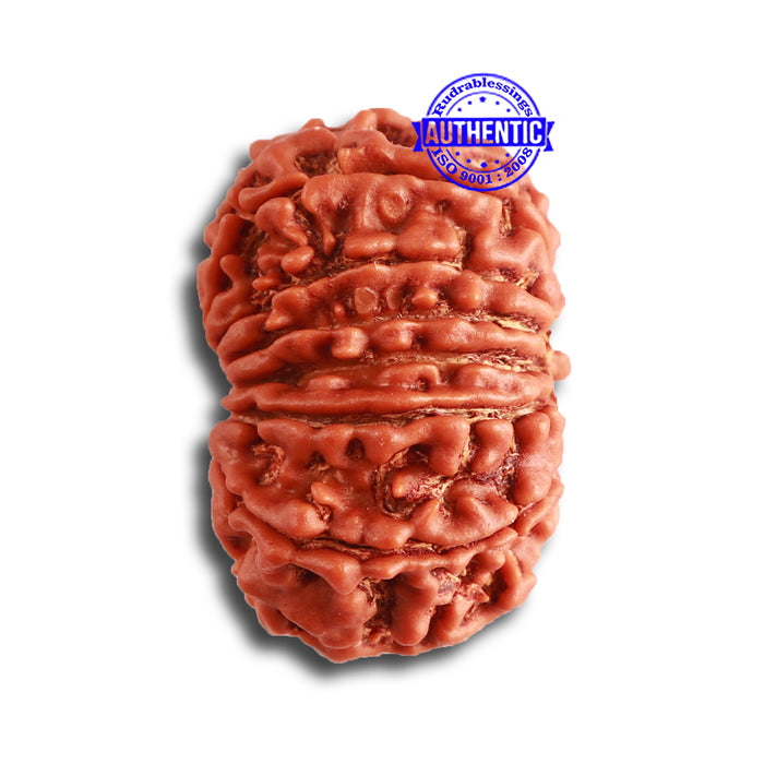 13 Mukhi Nepalese Rudraksha - Bead No.311
