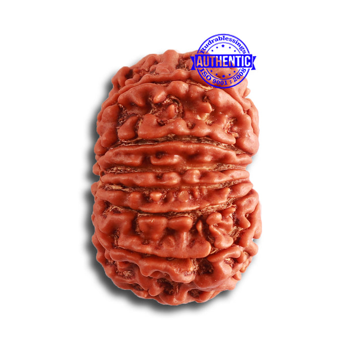 13 Mukhi Nepalese Rudraksha - Bead No.311