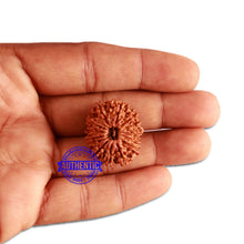 Load image into Gallery viewer, 13 Mukhi Nepalese Rudraksha - Bead No. 272
