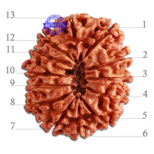 Load image into Gallery viewer, 13 Mukhi Nepalese Rudraksha - Bead No. 272
