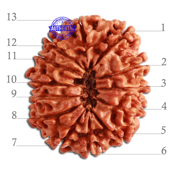 13 Mukhi Nepalese Rudraksha - Bead No. 272