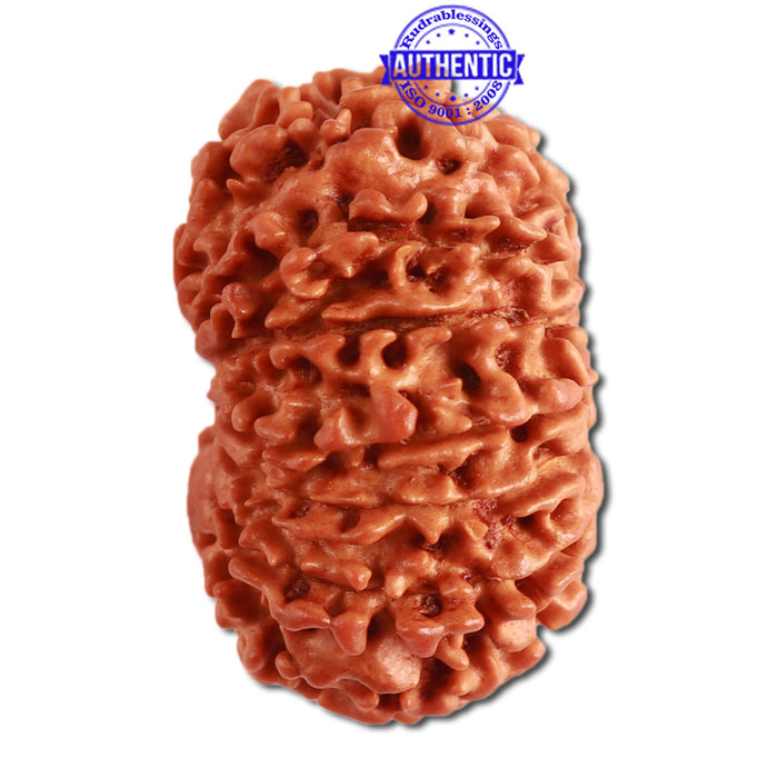 13 Mukhi Nepalese Rudraksha - Bead No. 272